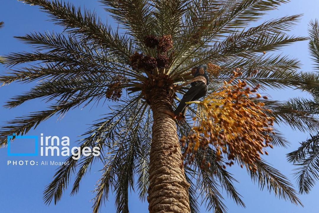 اولویت مکانیزاسیون در نخلستان ها/توسعه هوشمندسازی برای ارتقای کیفیت