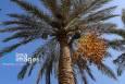 اولویت مکانیزاسیون در نخلستان ها/توسعه هوشمندسازی برای ارتقای کیفیت