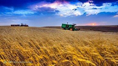 هشدار مجلس به وزیر جهاد کشاورزی؛ تعیین تکلیف نرخ تضمینی گندم تا هفته آینده