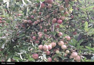 ‌وقتی افغانستان و ترکیه &quot;صادرات سیب ایران&quot; را زمین‌گیر کردند/ باغداران در بن‌بست اقتصادی!