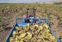 برداشت ۶۱ هزار و ۲۱۰ تن آفتابگردان از مزارع آذربایجان‌غربی