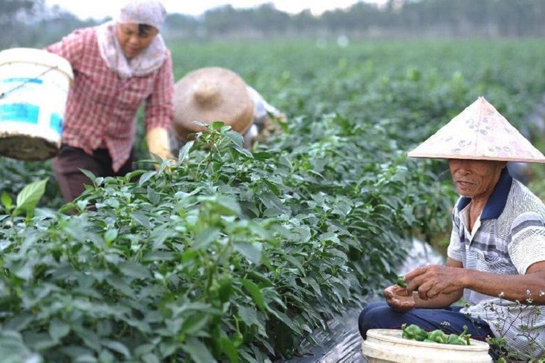 ببینید | کشاورز چینی که با خلاقیتش در زمستان هم گیلاس تولید می‌کند!