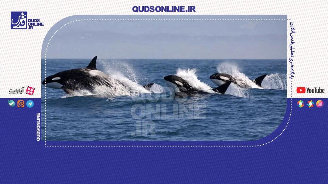 حمله نهنگ ها به قایق گردشگران در سواحل پرتغال