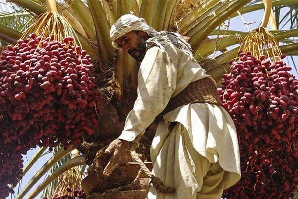 برداشت طلای سیاه از نخلستان های بروات بم