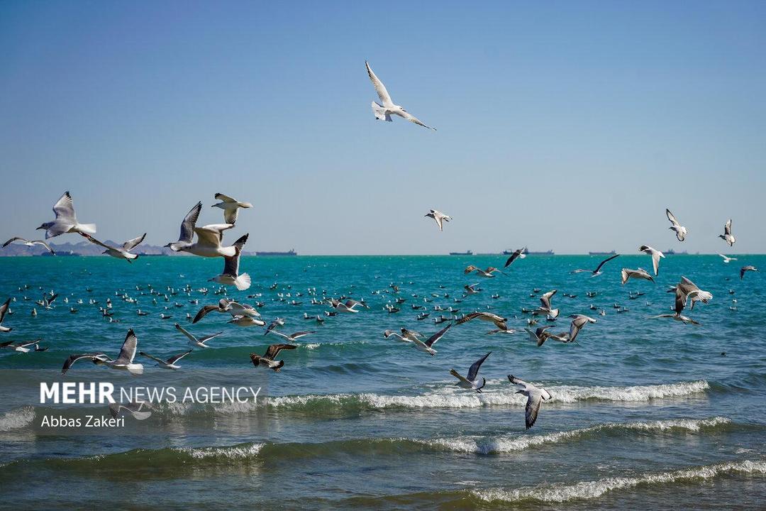 سواحل استان بوشهر متلاطم است