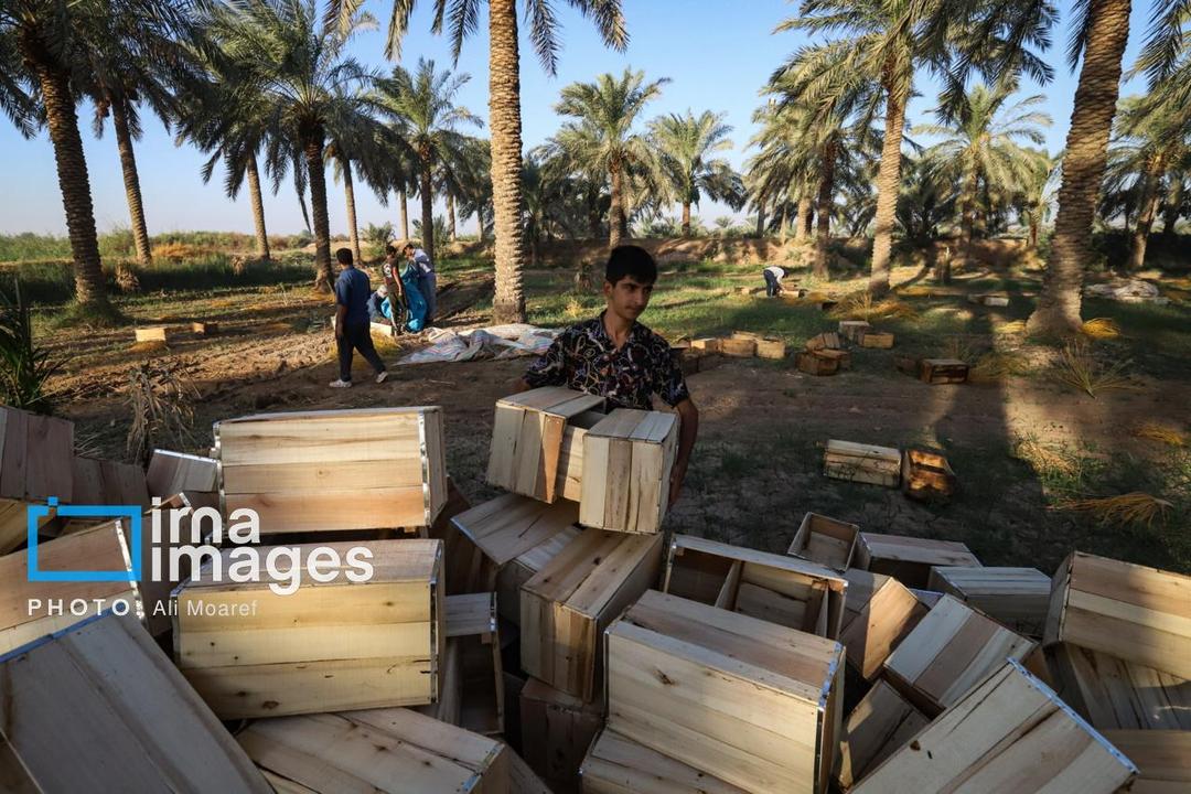 ۸۵ هزار تن محصول تاکنون از نخیلات خوزستان برداشت شد
