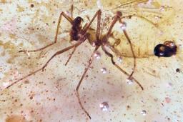 کشف حشراتی از عصر دایناسورها در دل یک کهربا