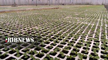 موفقیت بزرگترین مزرعه کاهوی استان، از رعایت الگوی مصرف آب تا صادرات