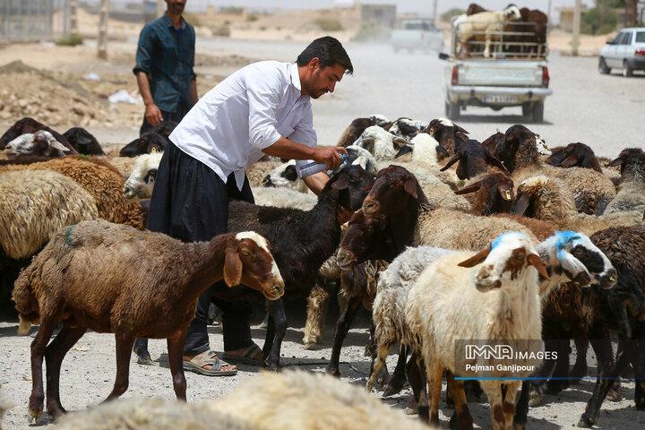 قیمت جدید دام‌زنده ۲۹ شهریورماه ۱۴۰۴ اعلام شد/ قیمت گوسفند و گوساله جهش کرد