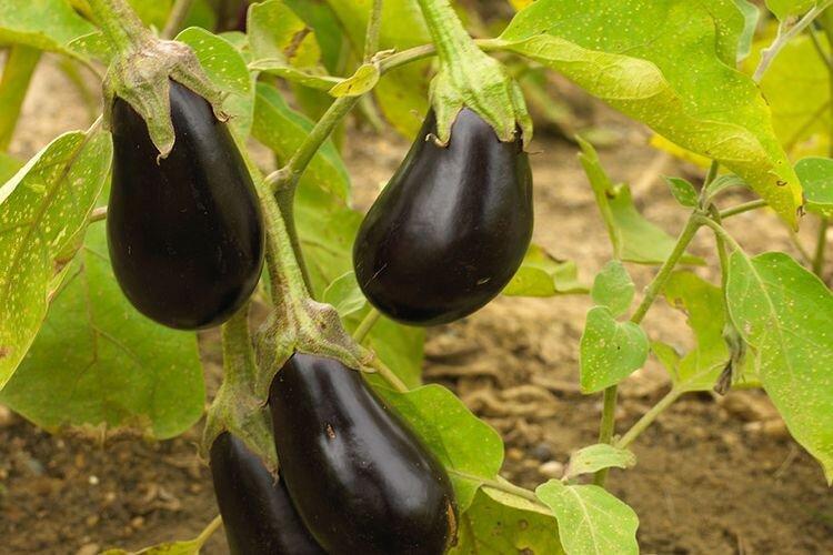 آغاز کشت پاییزه بادمجان در اراضی قلعه قاضی بندرعباس