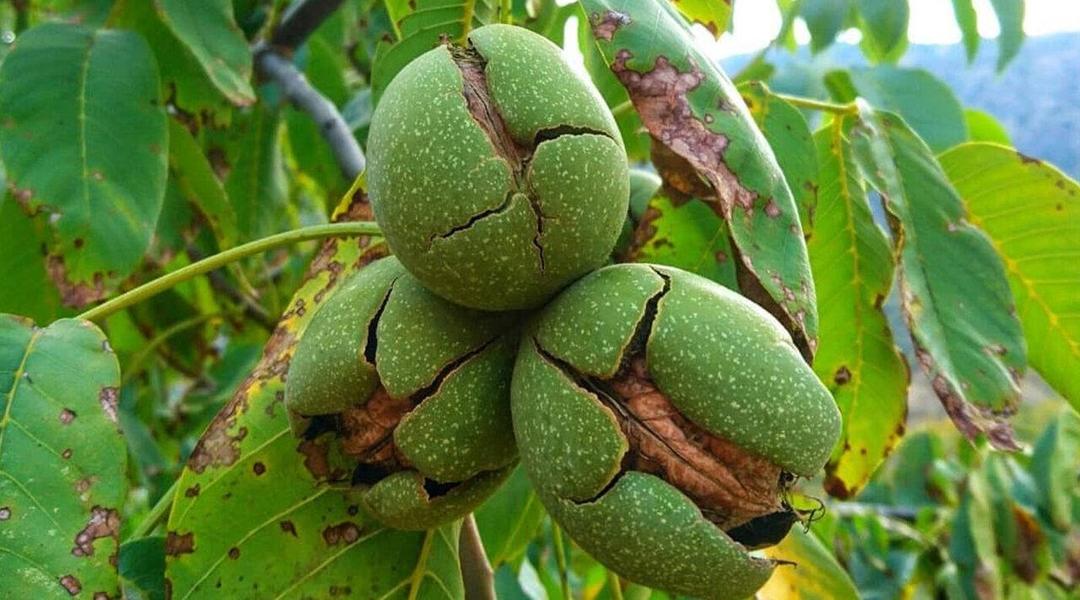 پیش‌بینی برداشت ۱۲۰۰ تن گردو از باغات فاروج