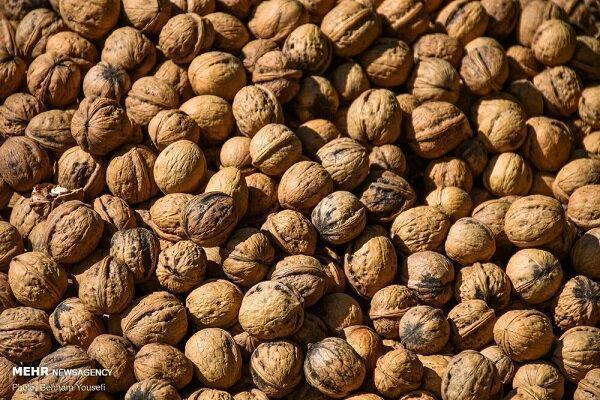 برداشت نوبرانه گردو از باغات شهرستان املش آغاز شد