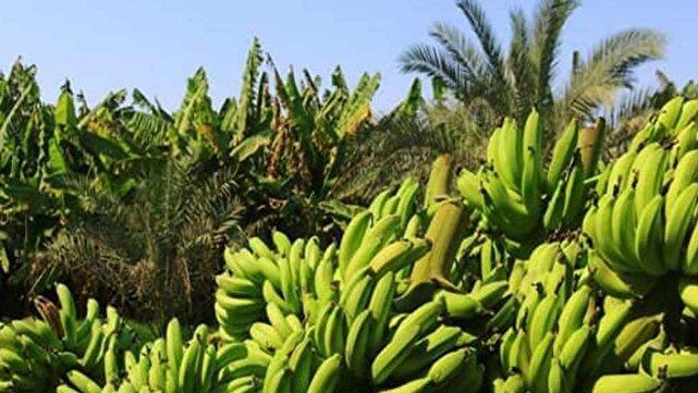 ایران در تولید میوه‌های گرمسیری به خوداتکایی می‌رسد