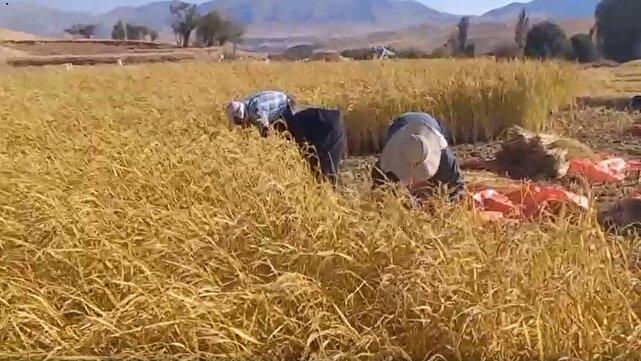 آغاز بررداشت برنج از مزارع اردل + فیلم
