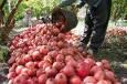 پیش بینی برداشت ۲۳ هزار تن انار از باغ‌های خوزستان