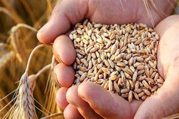 قیمت تضمینی گندم زیر سایه بلاتکلیفی/ چه کسی پاسخگو خواهد بود؟
