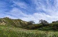 فعالیت ۲۶ ایستگاه تولید بذر مرتعی در کشور