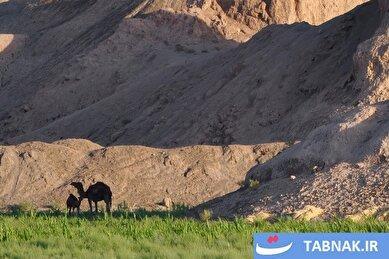 عکس: سیستان، سرزمینی از راز‌ها و زیبایی‌ها
