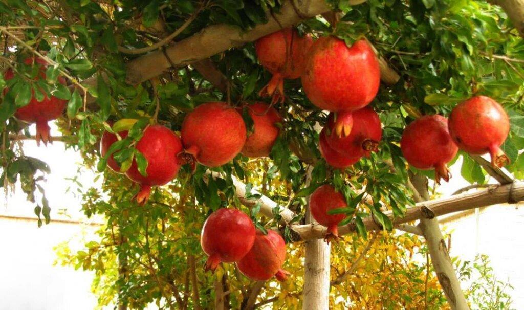 جشنواره ملی انار در کوهدشت برگزار می‌شود