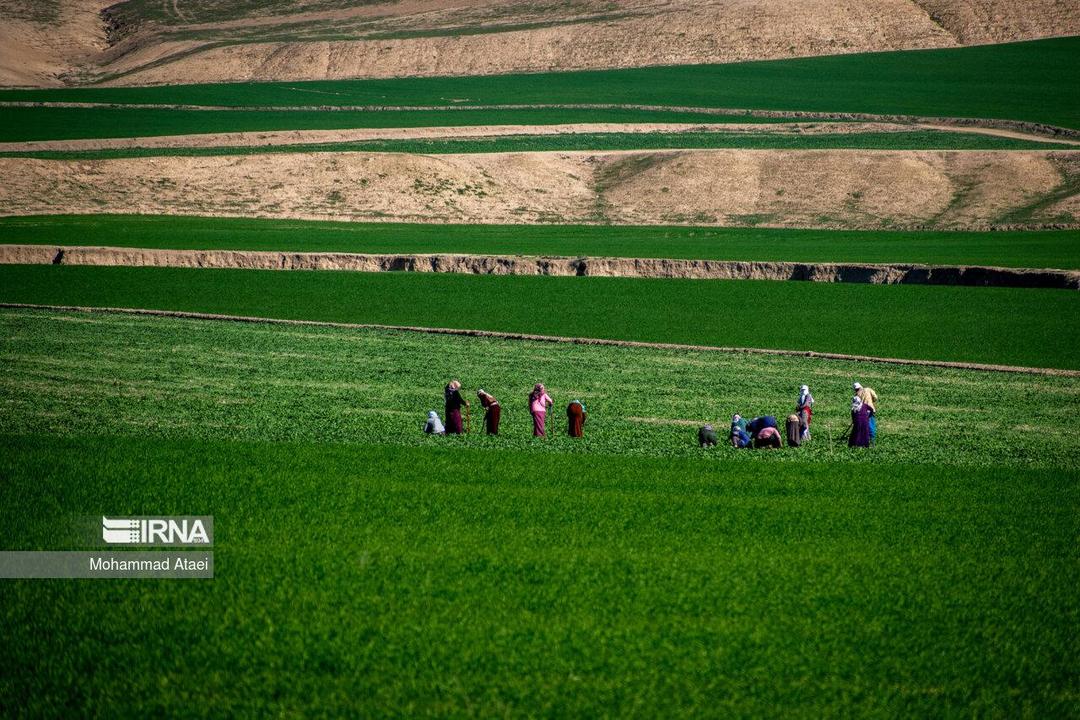 ۲۶ ایستگاه تولید بذر مرتعی در کشور فعال می شود