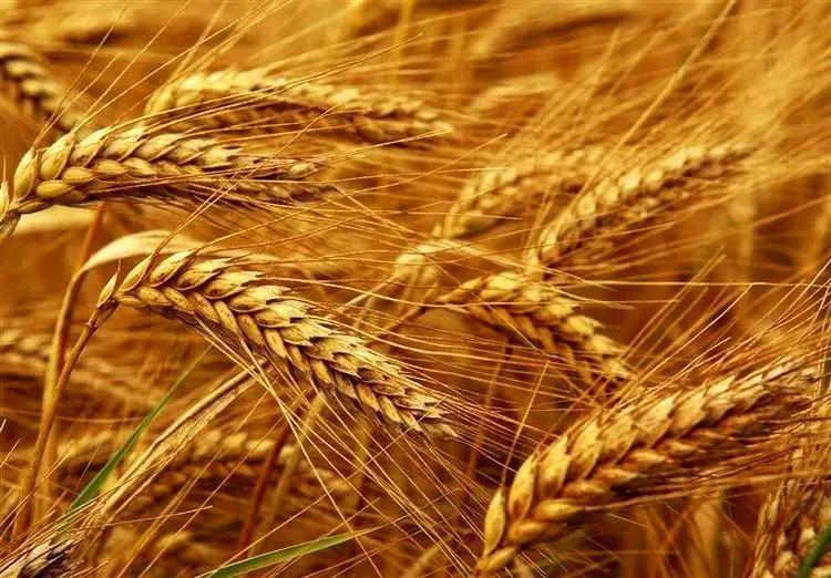 نرخ پیشنهادی خرید هر کیلوگرم گندم، ۳۰ هزار تومان اعلام شد