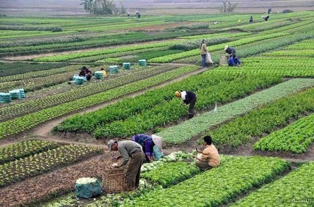 تقویت «ارکان بهره‌وری» راهکار نجات تولید و تضمین امنیت غذایی است