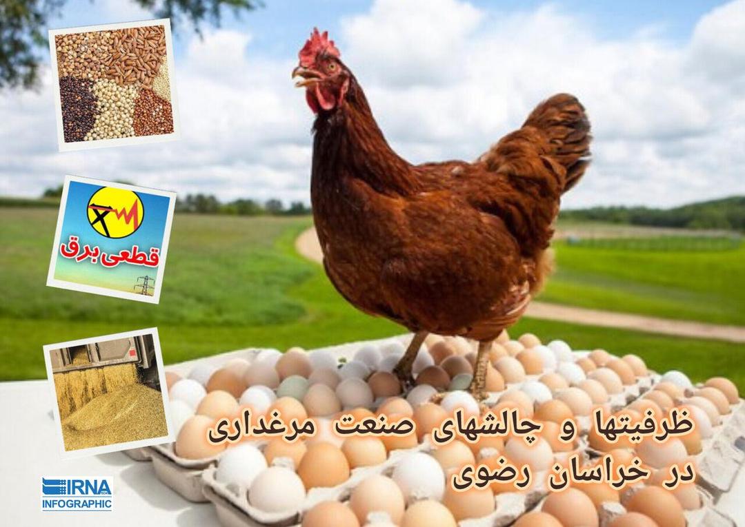 اینفوگرافی | ظرفیت‌ها و چالش‌های صنعت مرغداری در خراسان رضوی