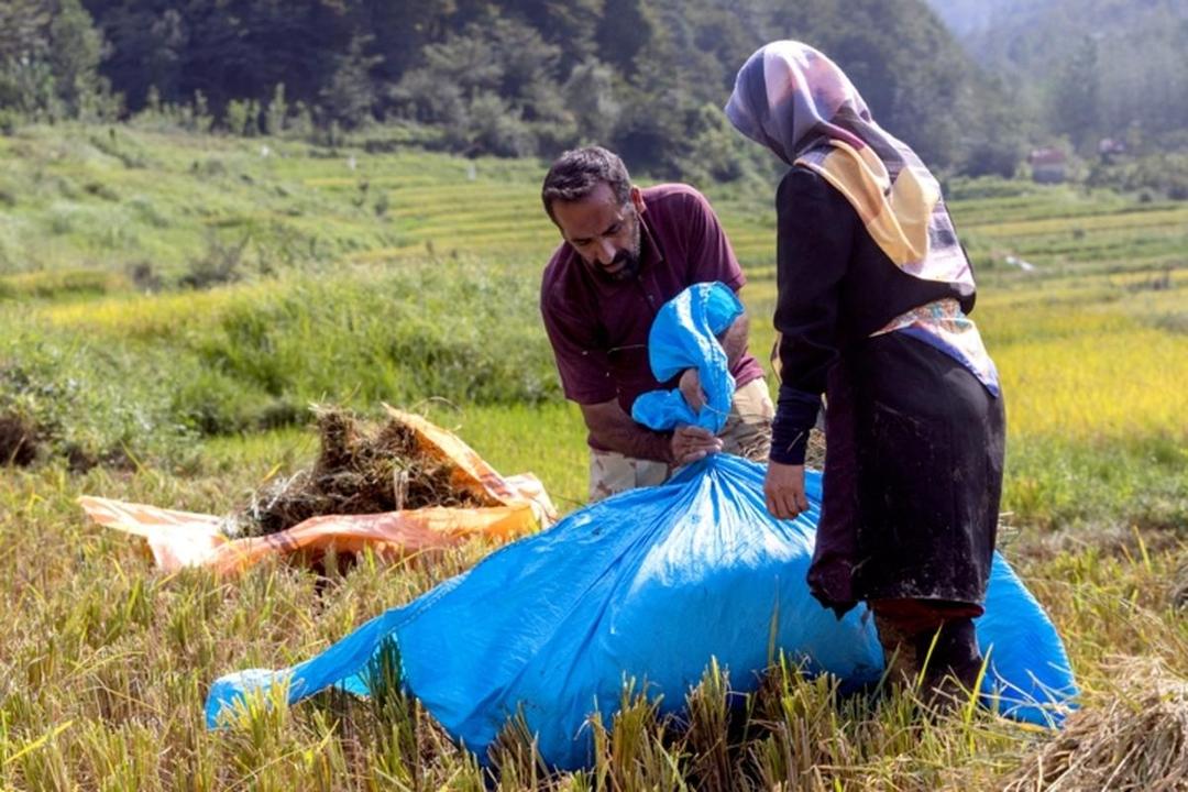 زنان دوشادوش مردان در سازندگی استان مازندران