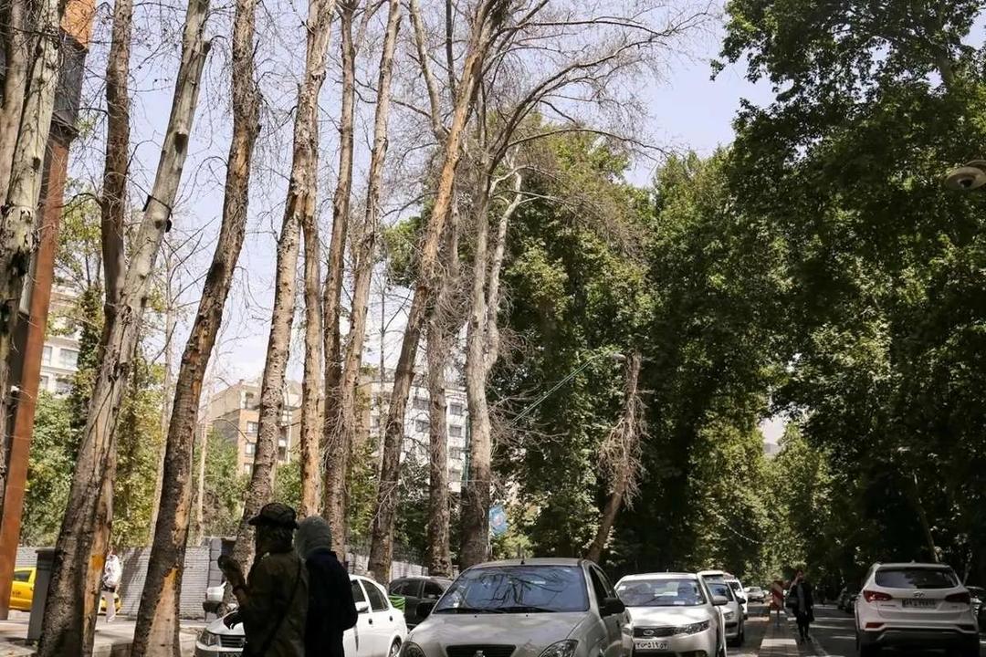 فرضیه تازه درباره علت خشک شدن درختان ولیعصر
