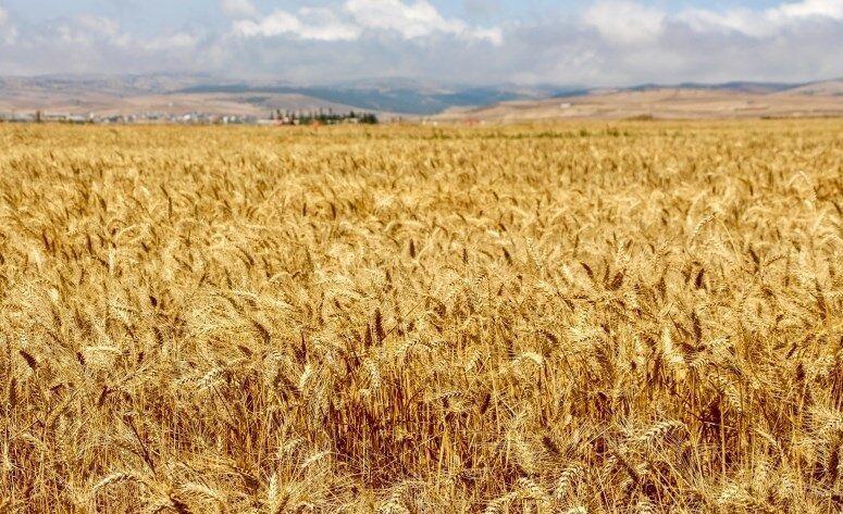 قیمت خرید تضمینی گندم در هفته آینده تعیین می‌شود