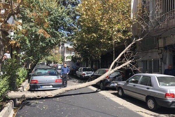 هشدار به شهروندان اصفهانی در مورد خطر سقوط درختان خشکیده