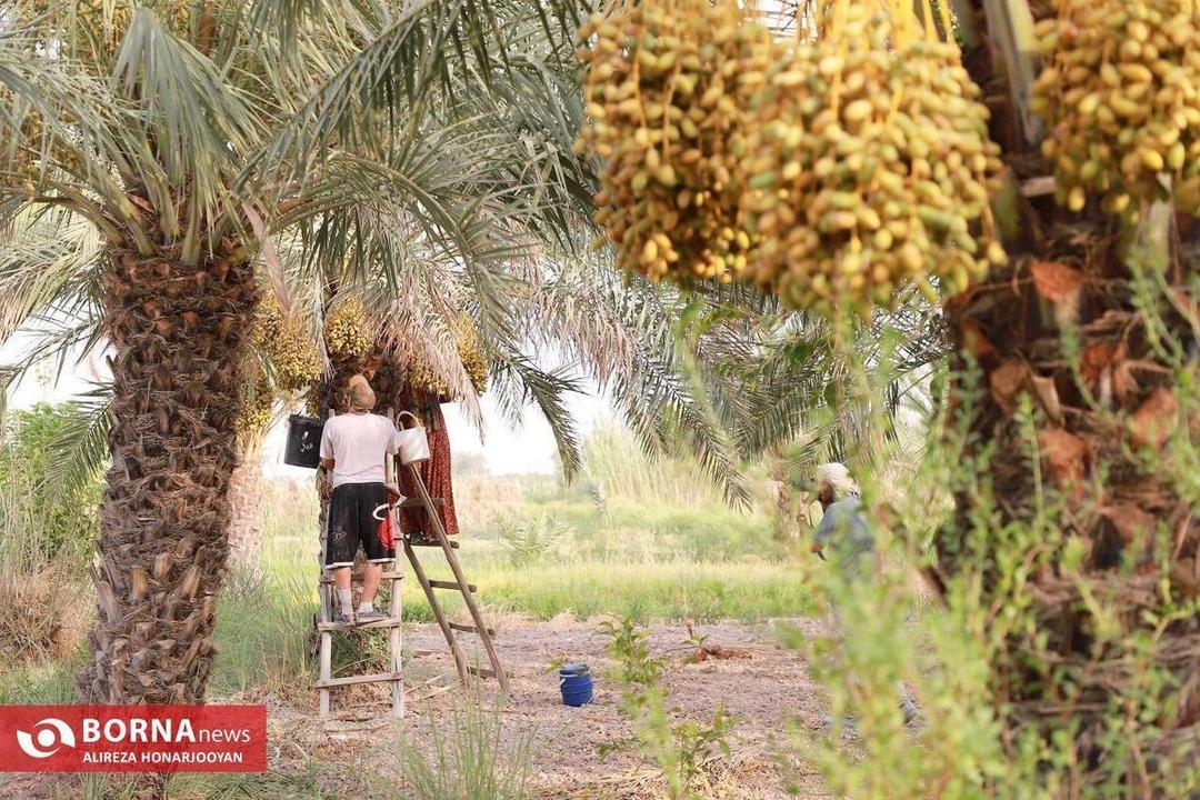 پیشبینی برداشت بیش از 1.5 تُن خارک و رطب و 8 هزار تُن خرما در خرمشهر