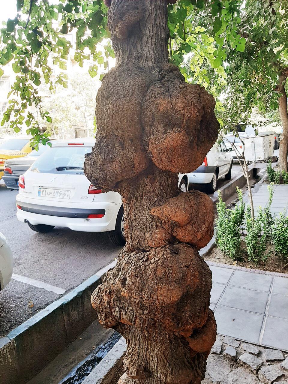 بدون درخت هرگز!