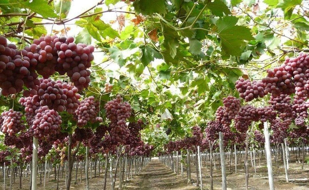 تکاپوی زندگی در میان تاک‌های تپه‌ماهورهای بدرانلوی بجنورد
