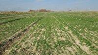 حل مشکل اراضی روستای خساره طارم