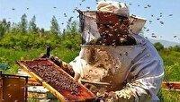 آغاز سرشماری زنبورستان‌های چهارمحال و بختیاری از ۵ مهرماه