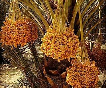 پیش بینی برداشت ۶ هزار تن خرما در کرمانشاه