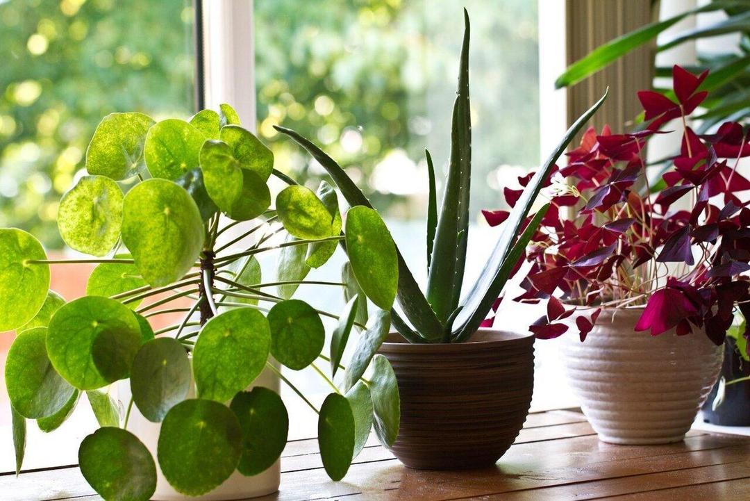از زباله های روزانه، کود خانگی برای گیاهان بسازید