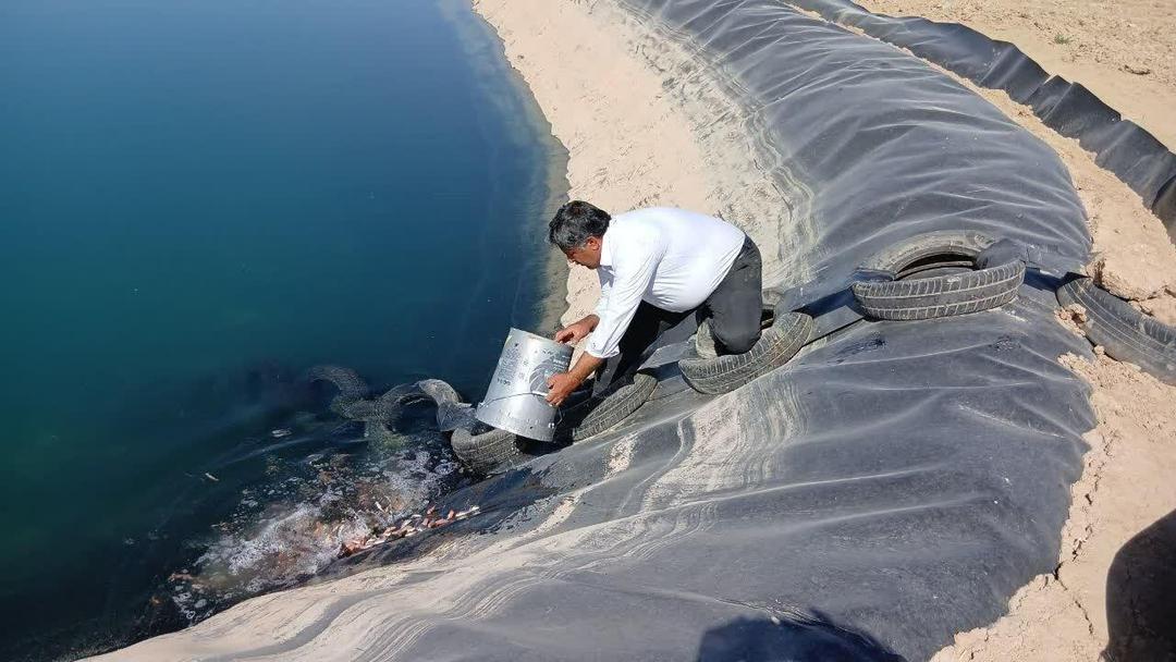 ۷۰۰ هزار قطعه بچه ماهی در ساری رهاسازی شد