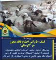 کشف ۵۰ راس احشام فاقد مجوز در لارستان