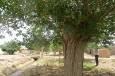 ثبت درخت توت کهنسال روستای سرآسیاب در فهرست آثار طبیعی ملی