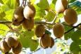 آغاز صادرات کیوی از ۷ مهرماه