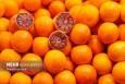 یکتاپور: ۳۶ هزار هکتار از باغات هرمزگان زیر کشت مرکبات است
