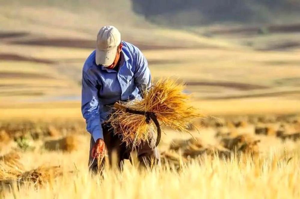 کاهش 2.5 میلیون تن تولید گندم ایران نسبت به سال گذشته