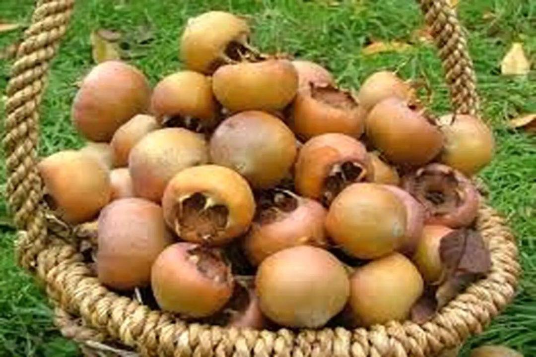 میوه‌های جنگلی؛ طلای پائیزی مازندران