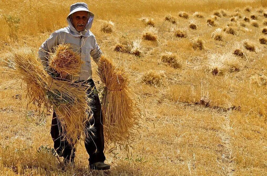 مطالبات گندمکاران خوزستانی پرداخت شد