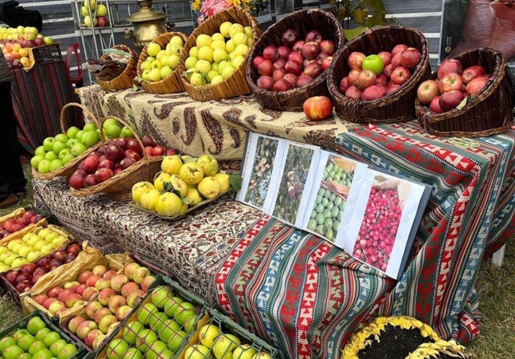 سیب مشگین‌شهر با جشنواره ملی معرفی شد