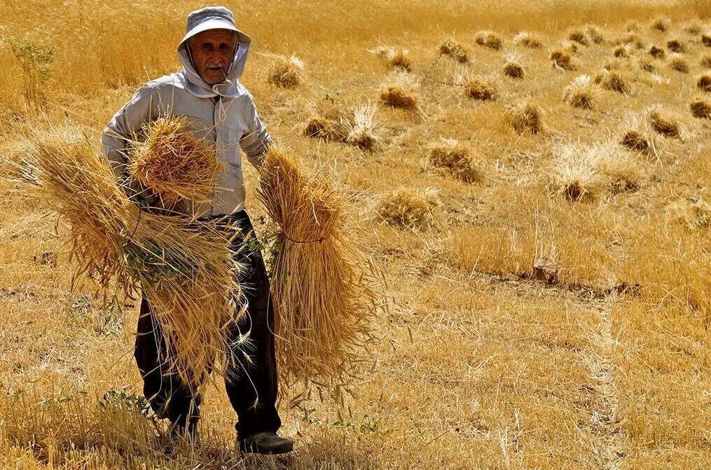 ۲۹.۴ همت معادل صددرصد مطالبات گندمکاران خوزستانی پرداخت شد