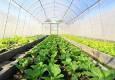 مساحت گلخانه‌های استان همدان به ۲۹۷ هکتار رسیده است