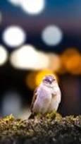 چرا نورهای شهر پرندگان را بیدار و انسان‌ها را بیمار می‌کند؟ ۲۳ درصد کره زمین زیر سایه آلودگی نوری (فیلم)